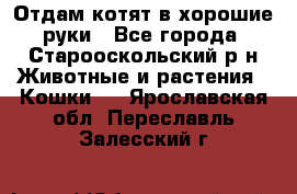 Отдам котят в хорошие руки - Все города, Старооскольский р-н Животные и растения » Кошки   . Ярославская обл.,Переславль-Залесский г.